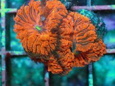 画像2: No.5 オオタバサンゴ　ツートン (2)