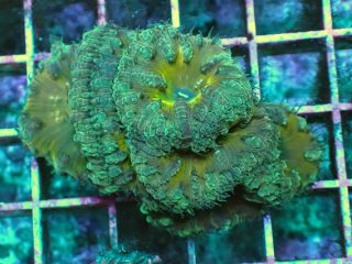 ミドリイシ　3種セット ミドリイシ 3〜4万円分セット を買うならアクアスタイルユー 海水魚