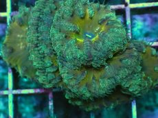 画像2: No.6 オオタバサンゴ　ツートン (2)