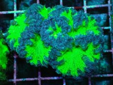 画像1: No.7 オオタバサンゴ　ツートン (1)