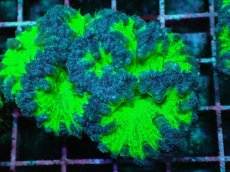 画像2: No.7 オオタバサンゴ　ツートン (2)