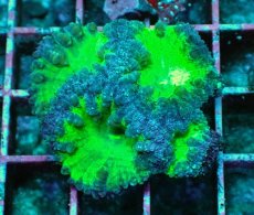 画像1: No.8 オオタバサンゴ　ツートン (1)