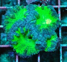 画像2: No.8 オオタバサンゴ　ツートン (2)