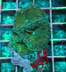 画像1: No.9 オオタバサンゴ　ツートン (1)