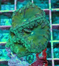 画像2: No.9 オオタバサンゴ　ツートン (2)