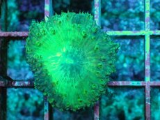 画像1: No.10 オオタバサンゴ　ツートン (1)