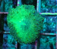 画像2: No.10 オオタバサンゴ　ツートン (2)