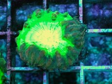 画像1: No.11 オオタバサンゴ　メタリックグリーン (1)