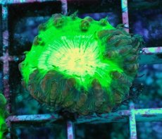 画像2: No.11 オオタバサンゴ　メタリックグリーン (2)