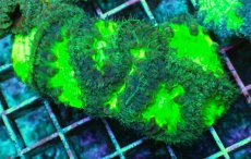 画像1: No.12 オオタバサンゴ　メタリックグリーン (1)