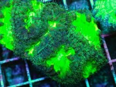 画像2: No.12 オオタバサンゴ　メタリックグリーン (2)