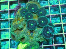 画像1: No.13 オオタバサンゴ　ツートン (1)