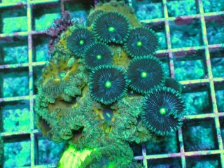 飾りサンゴ 5個セット MIX を買うならアクアスタイルユー 海水魚