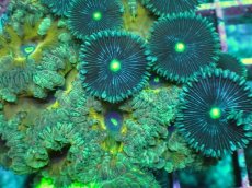 画像2: No.13 オオタバサンゴ　ツートン (2)