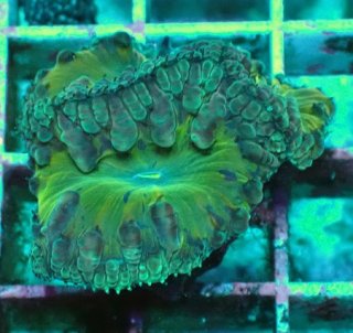 No.17 オオタバサンゴ ツートンを買うならアクアスタイルユー 大阪の 