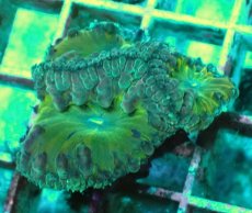 画像2: No.14 オオタバサンゴ　ツートン (2)