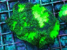 画像1: No.15 オオタバサンゴ　メタリックグリーン (1)