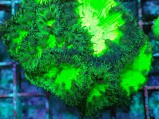 画像2: No.15 オオタバサンゴ　メタリックグリーン (2)