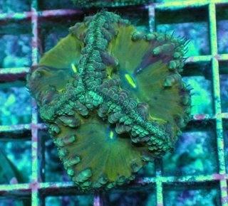 オオバナサンゴ　グリーンマルチ サンゴ】【通販】オオバナサンゴ（Metallic Green)（個体販売）No.23
