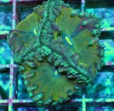 画像2: No.16 オオタバサンゴ　ツートン (2)