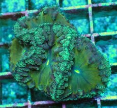 画像1: No.17 オオタバサンゴ　ツートン (1)