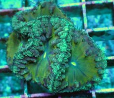 画像2: No.17 オオタバサンゴ　ツートン (2)