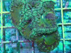 画像2: No.18 オオタバサンゴ　ツートン (2)