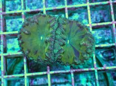 画像1: No.19 オオタバサンゴ　ツートン (1)