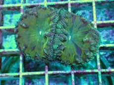 画像2: No.19 オオタバサンゴ　ツートン (2)