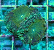 画像1: No.20 オオタバサンゴ　ツートン (1)