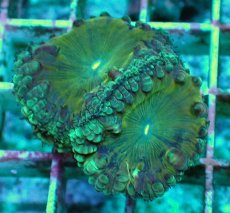 画像2: No.20 オオタバサンゴ　ツートン (2)