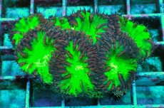 画像1: No.21 オオタバサンゴ　レッドツートン (1)