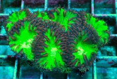 画像2: No.21 オオタバサンゴ　レッドツートン (2)