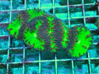 No.22 オオタバサンゴ レッドツートンを買うならアクアスタイルユー