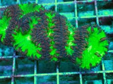 画像2: No.22 オオタバサンゴ　レッドツートン (2)