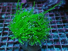 画像1: No.4 グリーントーチ (1)