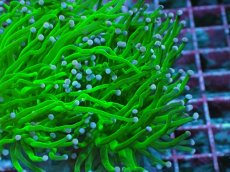 画像2: No.4 グリーントーチ (2)