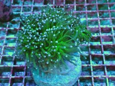 画像1: No.5 グリーントーチ (1)