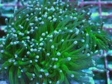 画像2: No.5 グリーントーチ (2)