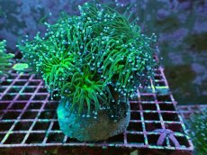 画像1: No.6 グリーントーチ (1)