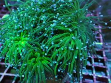 画像2: No.6 グリーントーチ (2)