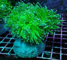 画像1: No.7 グリーントーチ (1)