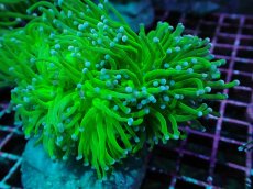 画像2: No.7 グリーントーチ (2)