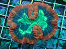 画像1: No.3 フィジー産　オオバナサンゴ (1)