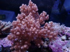 画像1: No.1 沖縄産　スジチヂミトサカ　XXLsize (1)