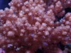 画像2: No.1 沖縄産　スジチヂミトサカ　XXLsize (2)