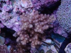 画像1: No.2 沖縄産　スジチヂミトサカ　SMsize (1)