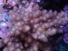 画像2: No.2 沖縄産　スジチヂミトサカ　SMsize (2)