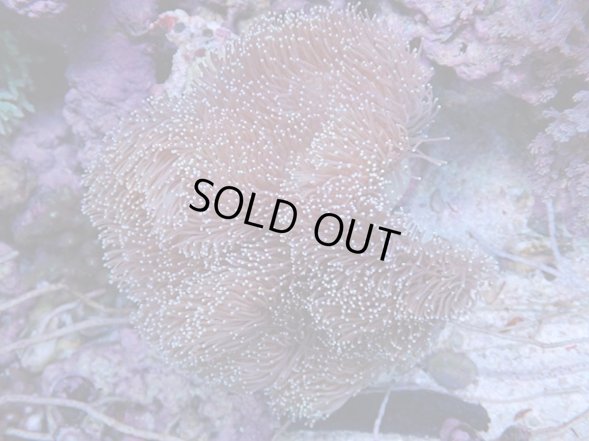 画像1: No.1 沖縄産　ウミキノコ　XXLsize (1)