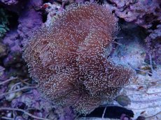 画像1: No.1 沖縄産　ウミキノコ　XXLsize (1)